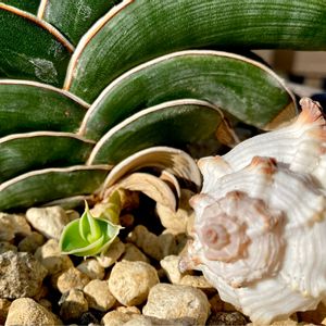 King of Sansevieria Rorida,King of Sansevieria Rorida Baby,和室の画像