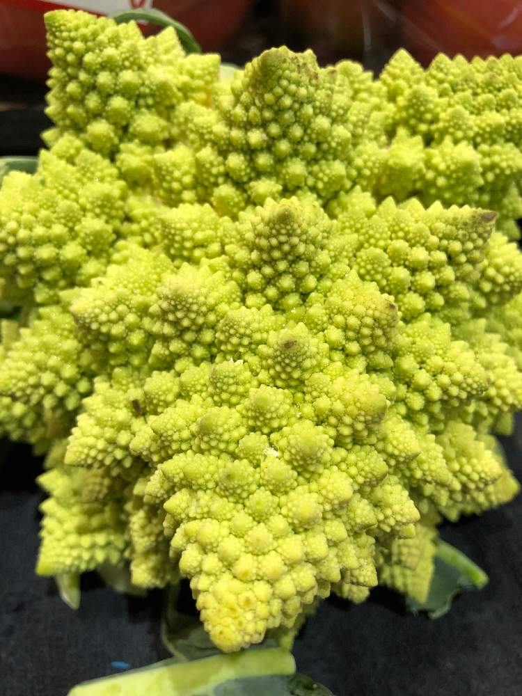 ブロッコリー ロマネスコの投稿画像 By ケントさん ロマネスコとお野菜と黄緑色と金曜日の蕾たちとお出かけ先とお野菜と黄緑色と金曜日の蕾たち 22月11月3日 Greensnap グリーンスナップ Greensnap グリーンスナップ