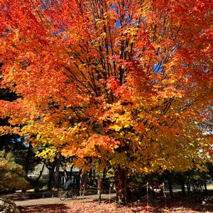 サトウカエデ,いい色♡,幸せ気分✨✨✨,岩手県, 紅葉の画像