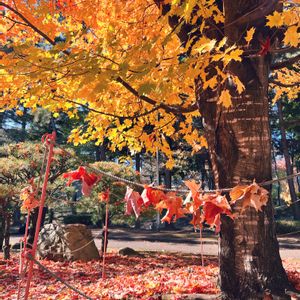 サトウカエデ,いい色♡,幸せ気分✨✨✨,岩手県, 紅葉の画像