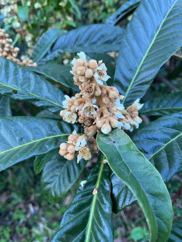 枇杷 びわ の投稿画像 By カタカタさん 畑と小さな畑と畑の隅でと我が家の菜園と小さな畑と畑の隅でと我が家の菜園 22月11月3日 Greensnap グリーンスナップ Greensnap グリーンスナップ