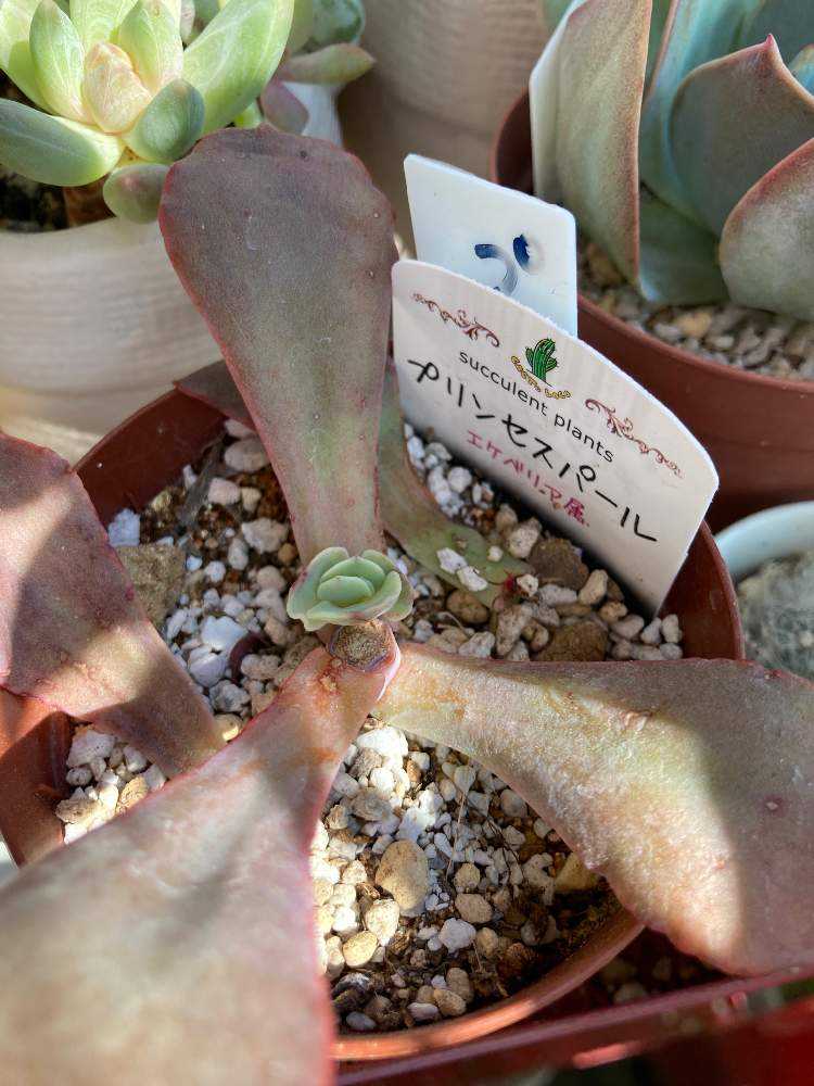 多肉植物 カット苗♡プリンセスパール大苗 多肉植物 カット苗♡プリンセスパール大苗 多肉植物 カット苗
