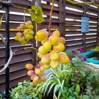 ブドウ,バルコニーガーデニング,夏の果物,ベランダガーデニング,屋上ガーデンの画像