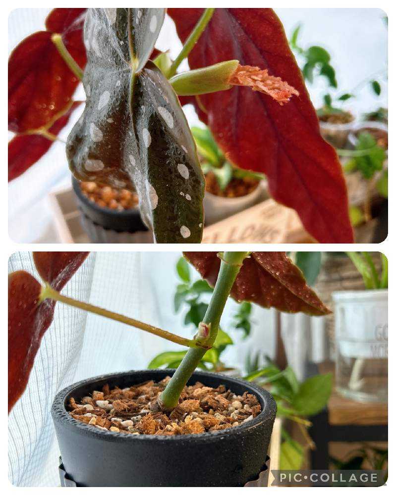 ★希少★ベゴニア マクラータ 斑入り 芽が5つある ☆希少☆ベゴニア マクラータ 斑入り 芽が5つある ベゴニアマクラータ大型