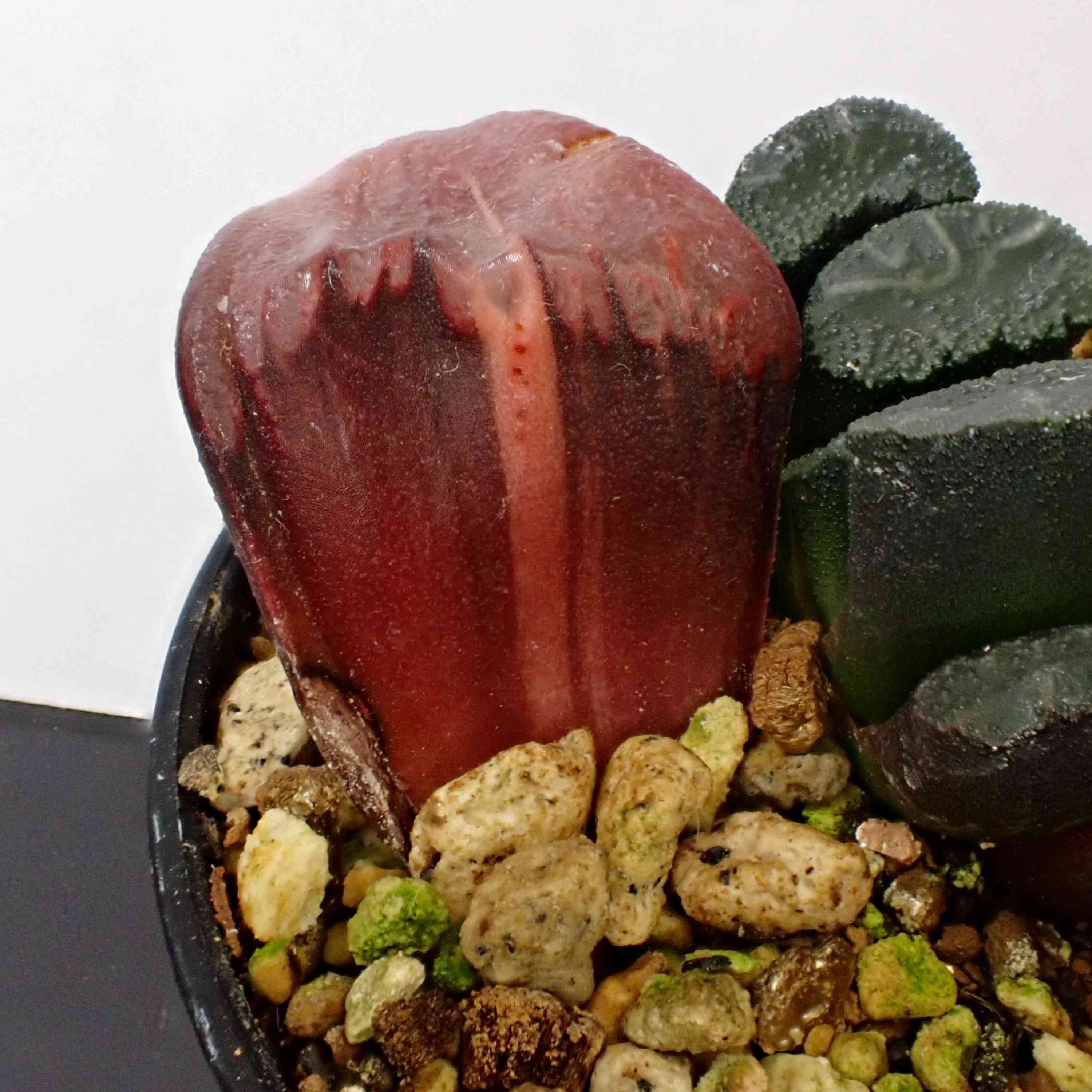 多肉植物 ハオルチア アトロフスカ錦 糊斑 多肉植物 ハオルチア