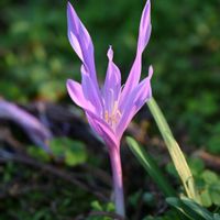 イヌサフラン,秋の気配,秋を感じる,紫色の花,武器ではなく花をの画像