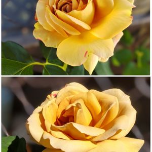 バラ 鉢植え,ばら バラ 薔薇,木立性 薔薇,ほっこり笑顔に,薔薇「ハニーディッション」の画像