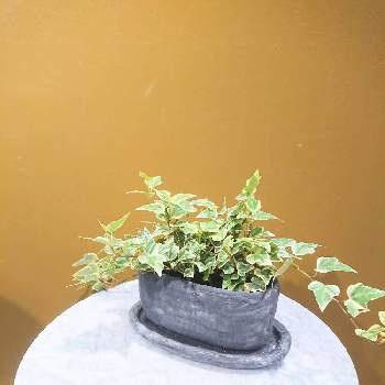 ボタニカルラウンジ西武池袋店のアルバム Greensnap グリーンスナップ