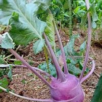 コールラビ,変な形の野菜フォトコン,小さな庭の画像