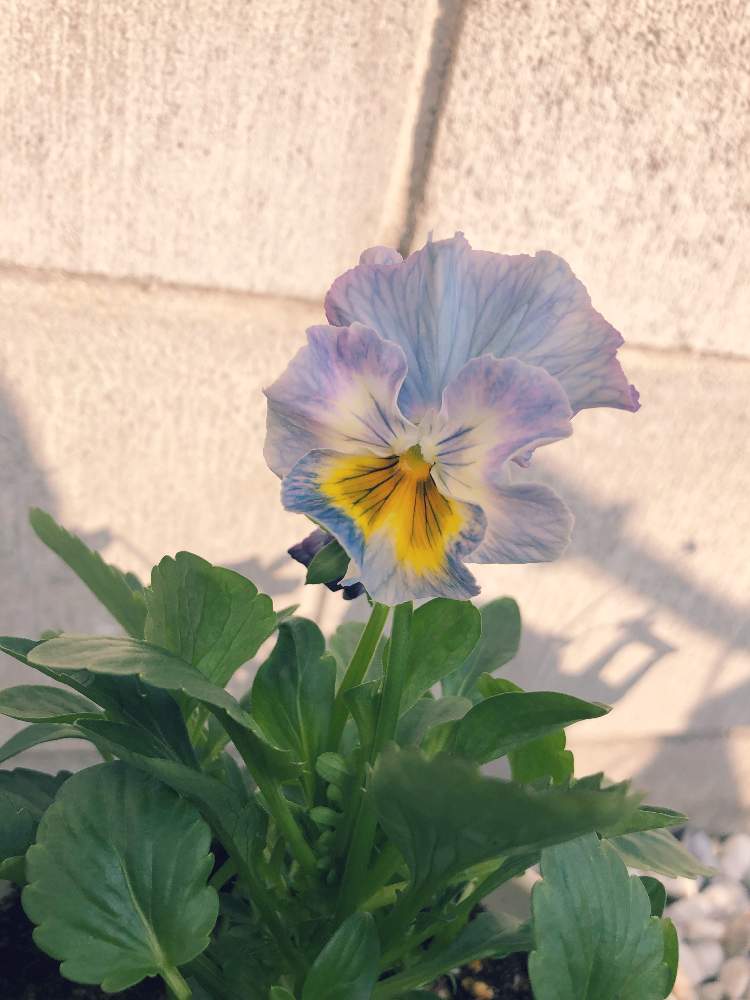 シエルブリエの投稿画像 By ちゃりえみさん ビオラ パンジーと花日和とおうち園芸と成長記録とエントランスとシエルブリエとビオラ パンジーと花日和とおうち園芸と成長記録 22月11月4日 Greensnap グリーンスナップ Greensnap グリーンスナップ