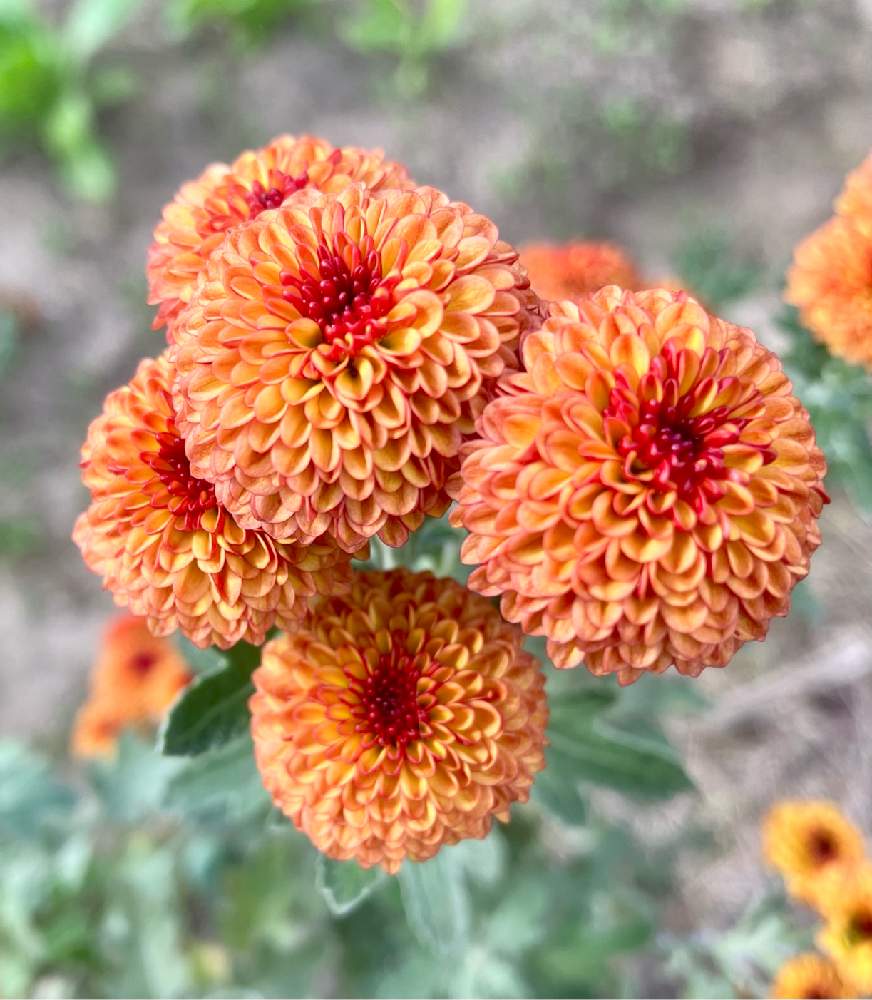 小菊の投稿画像 By くろっかすさん 畑とお花大好き と花いろいろと花に癒されると元気に育ててますよとお花大好き と花いろいろと花に癒されると元気に育ててますよ 22月11月4日 Greensnap グリーンスナップ Greensnap グリーンスナップ