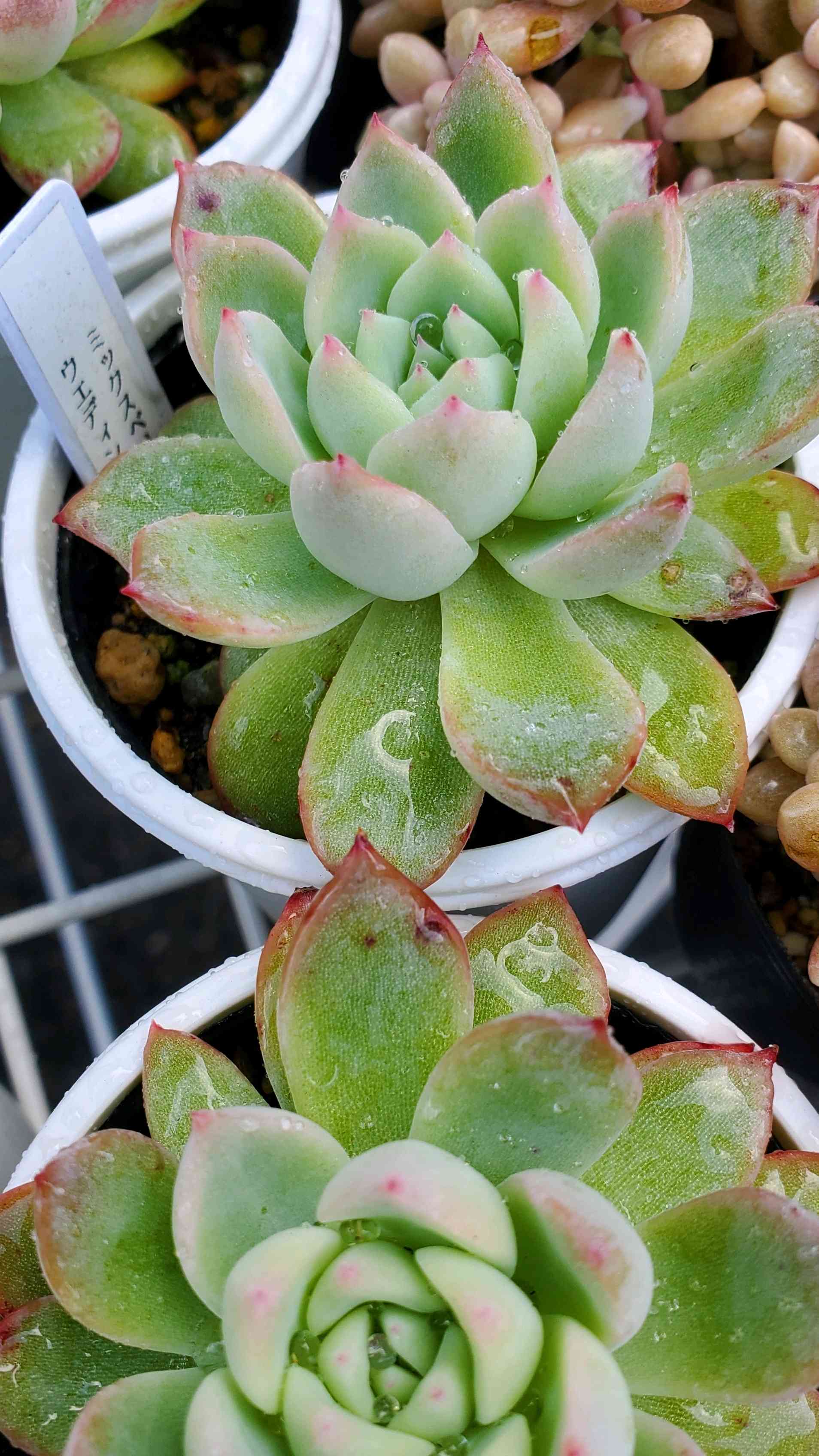 ミックスベリア ウェディングベルの一覧｜🍀GreenSnap（グリーンスナップ）