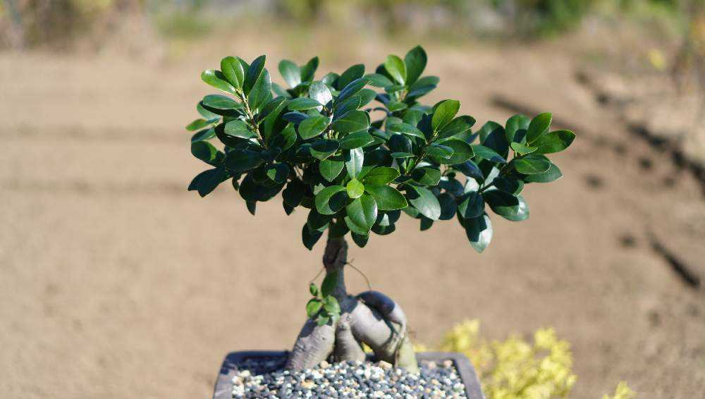 ガジュマル盆栽 家族紹介㉙ガジュマル(盆栽)｜🍀GreenSnap（グリーンスナップ）