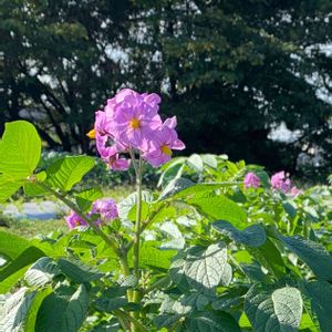 癒し,感謝,パープル,冬野菜,小さな幸せ♡の画像