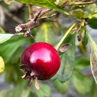 サンザシ,日光好き,花木,花期長い,耐暑性の画像