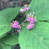 ムラサキシキブの画像