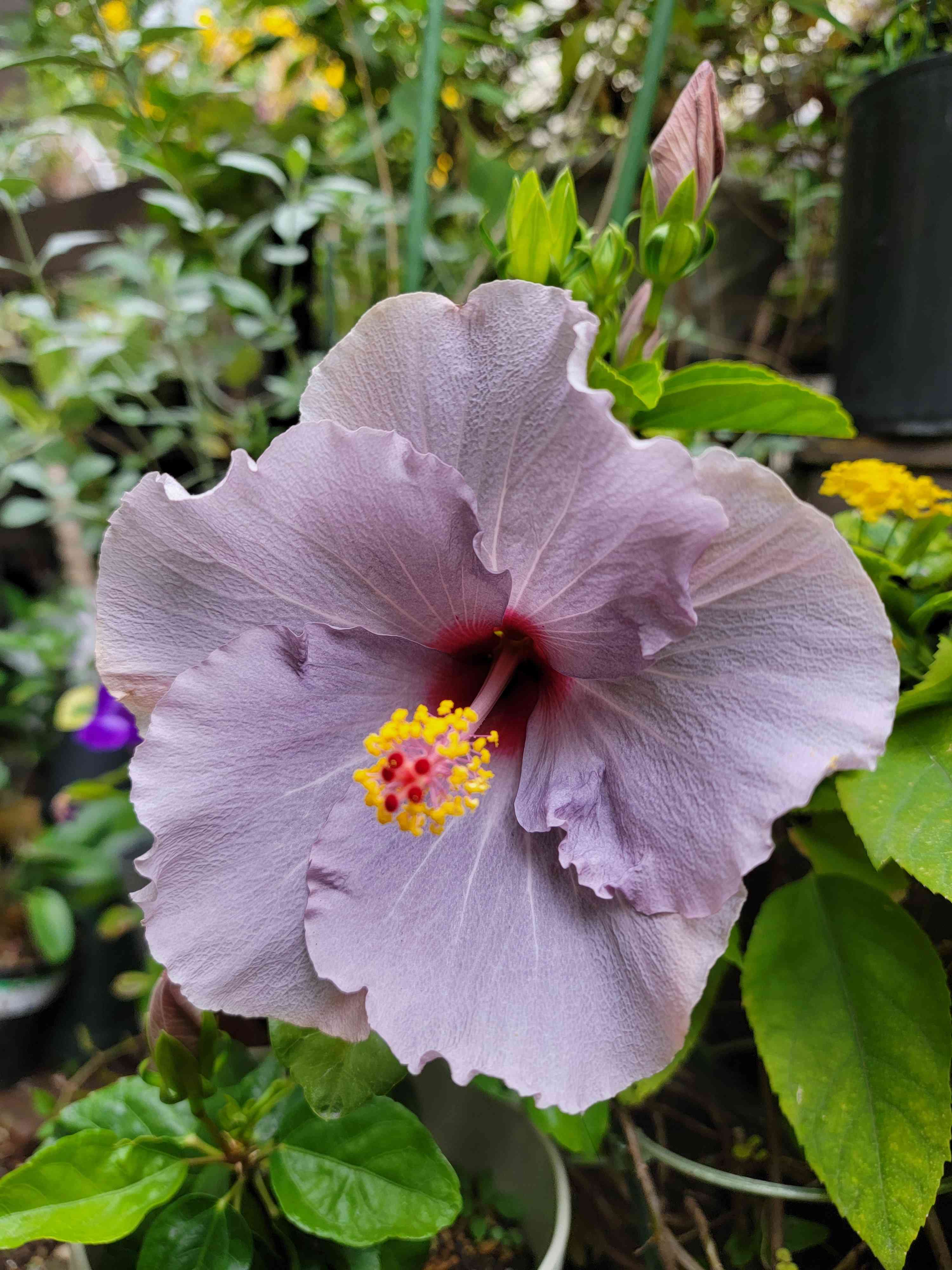 紫のハイビスカスの一覧｜🍀GreenSnap（グリーンスナップ）