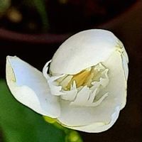 セイロンライティア,成長が楽しみ,つぼみ好き,コロナに負けるな！,白い花の画像