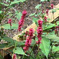 オオケタデ,花散歩,花のある暮らし,香りのハーブガーデン,光ヶ丘公園の画像