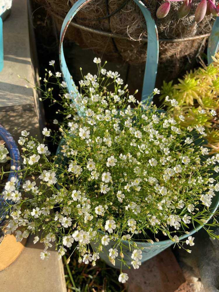 かすみ草 ジプシー Greensnap グリーンスナップ