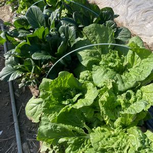 小松菜,濃緑小松菜,ミニ白菜　娃々菜,害虫対策,小松菜 栽培の画像