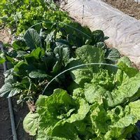 ミニ白菜　娃々菜,濃緑小松菜,小松菜,害虫対策,白菜栽培の画像