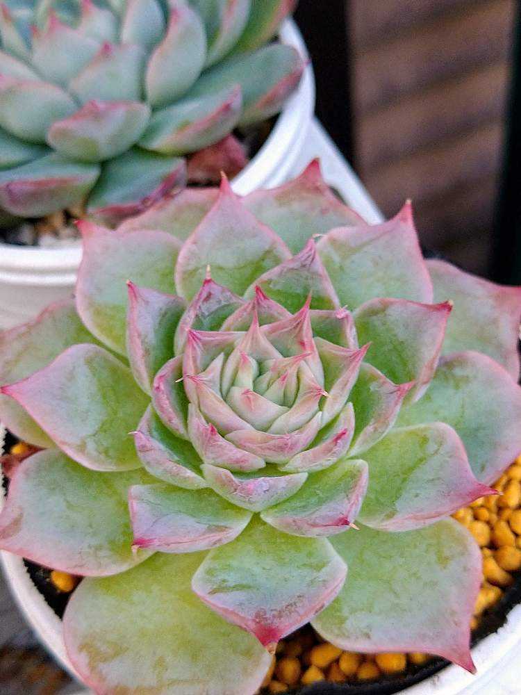 札付き　シムランスラグナサンチェス × チワワエンシスイェコラ (爪) 札付き シムランスラグナサンチェス × チワワエンシスイェコラ (爪)