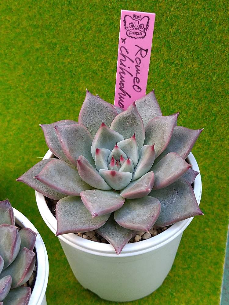 ルイパパさん苗 札付き 4苗セット 【公式通販】