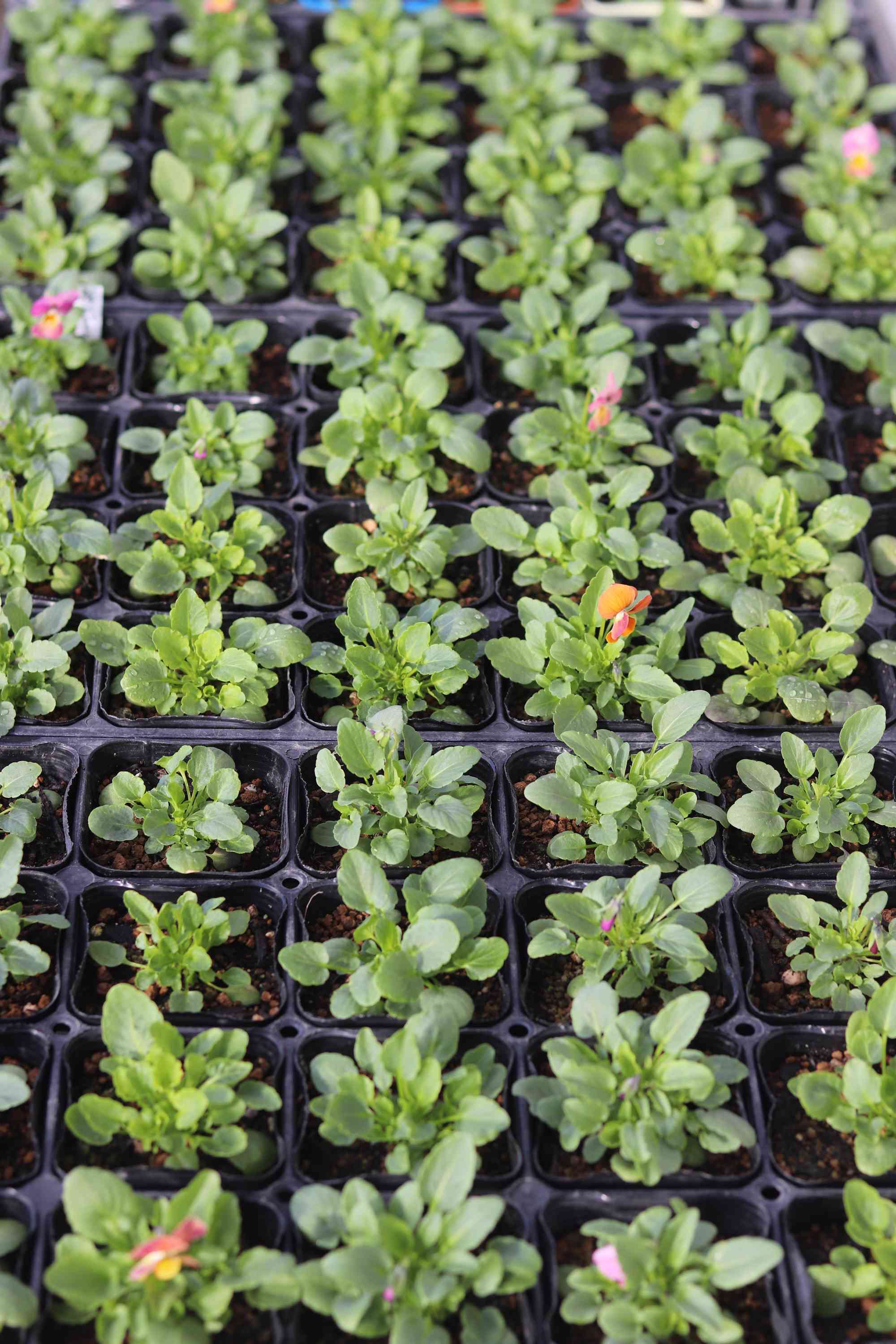 ハピネ様5点おまとめ 毎月届く!全種8枚セット / 8 PiZZA monthly subscription | PIZZA