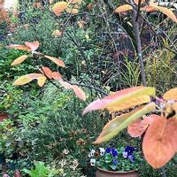 かしわばあじさい,ジューンベリー,小さな秋,鳥のさえずり,小さな庭の画像
