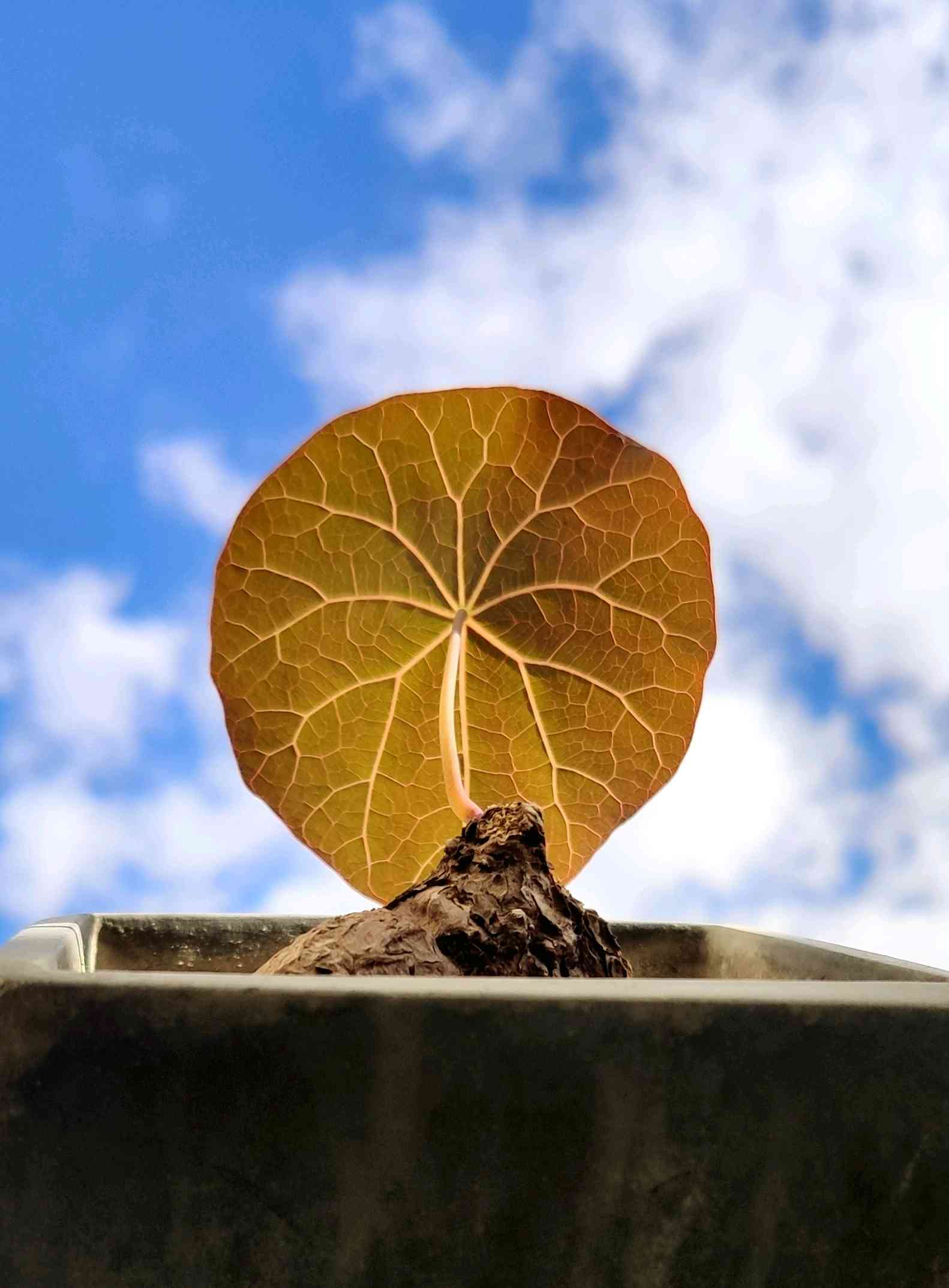 ステファニア sp. kaweesakiiの投稿画像 by pain770さん｜ステファニア sp.novaと窓辺とコーデックスとステファニア