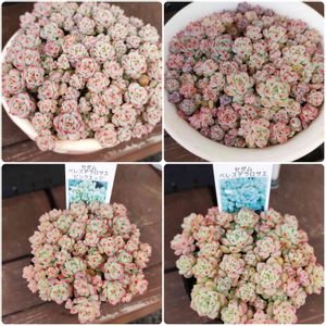 ペレスデラロサエ,ペレスデラロサエ　ピンクエッジ,多肉植物,紅葉する多肉,多肉大好きの画像