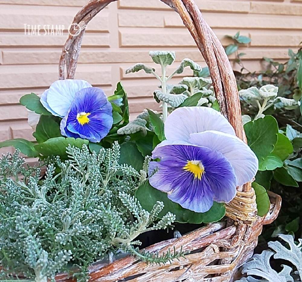 サントリナ 雪のサンゴ礁の投稿画像 By こまーしゃるさん パンジーとバロータとバルコニー ベランダと寄せ植えと季節のお花と鉢植えとブルーの花とシルバーリーフと寄せ植えと季節のお花と鉢植えとブルーの花とシルバーリーフ 22月11月6日 Greensnap グリーン