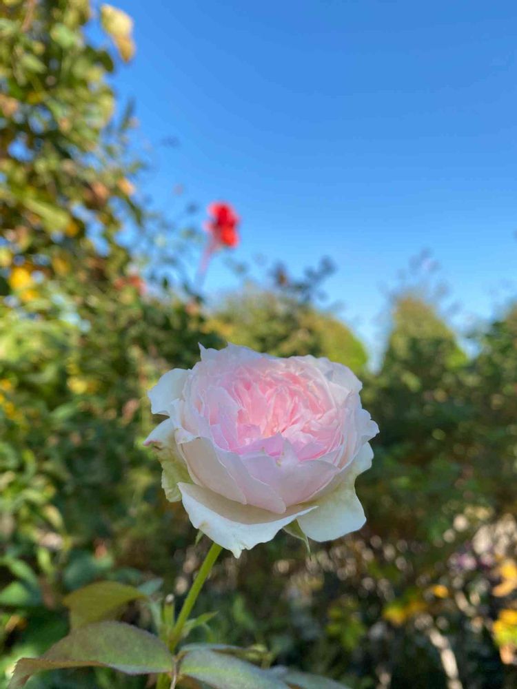 hiroさんの港の見える丘公園への投稿