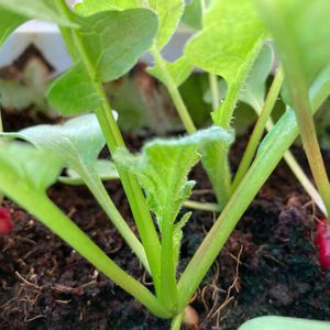 種から,野菜 水耕栽培,根菜,無農薬野菜,ラディッシュ・の画像