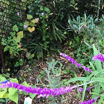 ハーブガーデン,ハーブ園,ハーブの花,紫色の花,ハーブを楽しむの画像