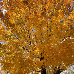 サトウカエデ,秋の気配,紅葉（こうよう）,旅先,撮れたてホヤホヤの画像
