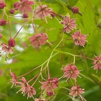 イロハモミジ,花壇,ガーデニング,庭木,山野草の画像