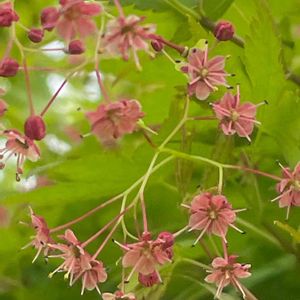 イロハモミジ,花壇,ガーデニング,庭木,山野草の画像