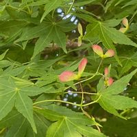 イロハモミジ,花壇,ガーデニング,庭木,山野草の画像