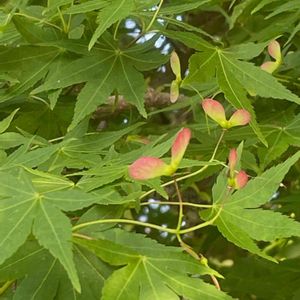 イロハモミジ,花壇,ガーデニング,庭木,山野草の画像