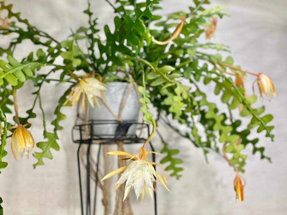 エピフィルム クジャクサボテン写真集 Clinicacampinas Com Br