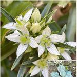 パイオニア植物の一覧 Greensnap グリーンスナップ