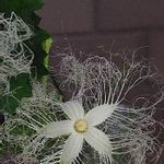 夜咲く花の一覧 Greensnap グリーンスナップ