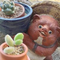 熊童子,象牙丸,多肉植物,可愛い,屋外の画像