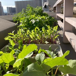 種から,野菜 水耕栽培,根菜,無農薬野菜,葉物 野菜の画像