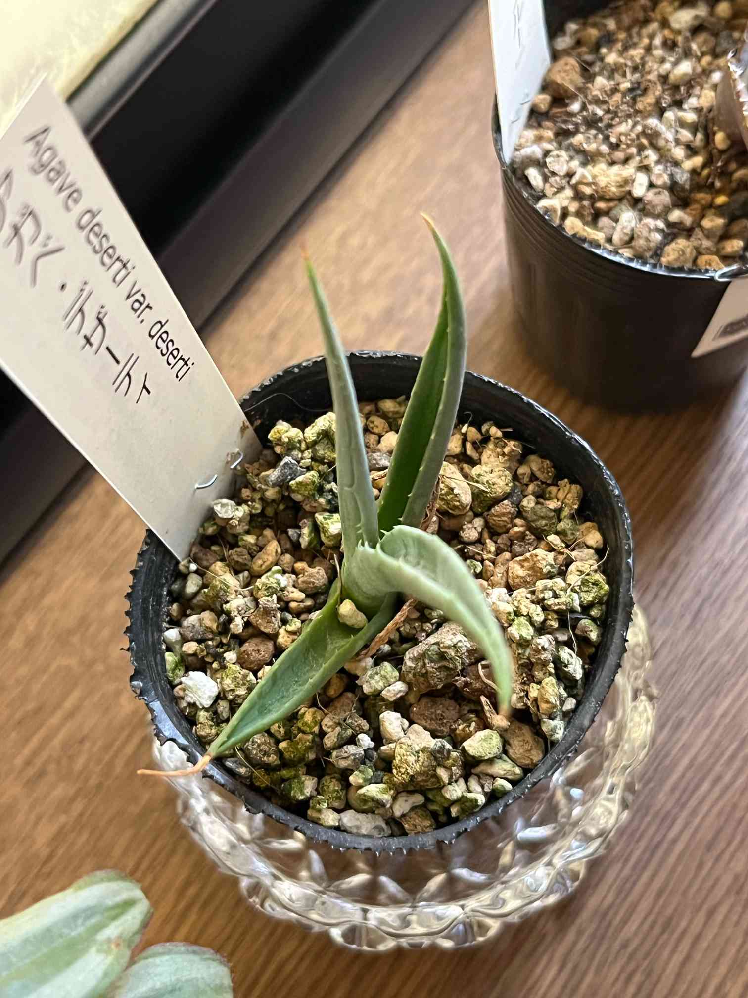 【現品】アガベ・デザーティ　アガベ・デザティ　10号　２あ番 現品】アガベ・デザーティ アガベ・デザティ 10号 2あ番 現品】アガベ