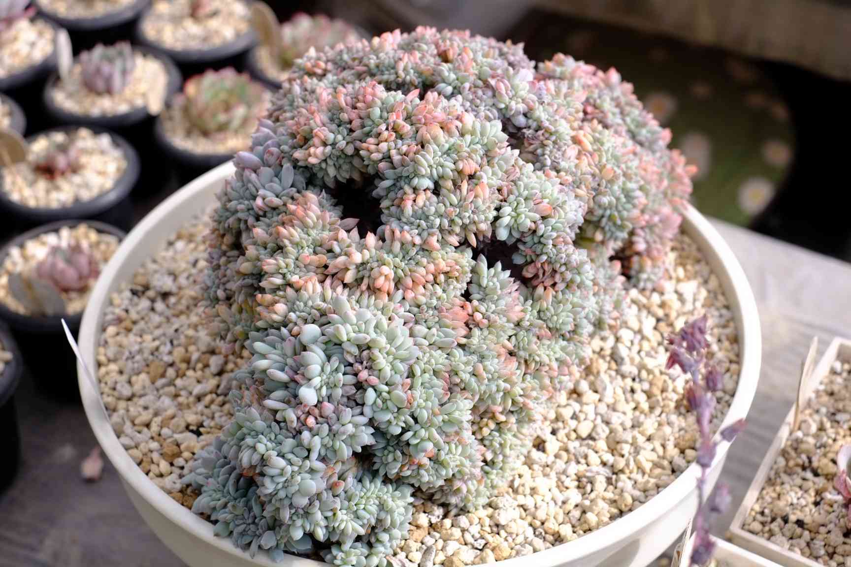 多肉植物 ヒューミリス　抜き苗　大和高原の多肉屋 多肉植物 ヒューミリス 抜き苗 大和高原の多肉屋