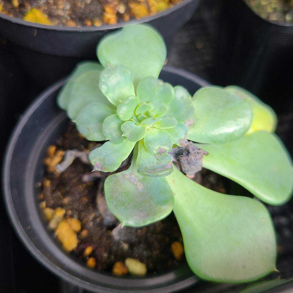 ギャラクシーブルー　抜き苗 1699869306416_651093_20231113_