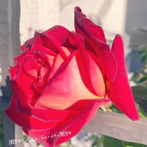 バラ 希望,rose,かわいいな♡,花のある暮らし,バラを楽しむの画像